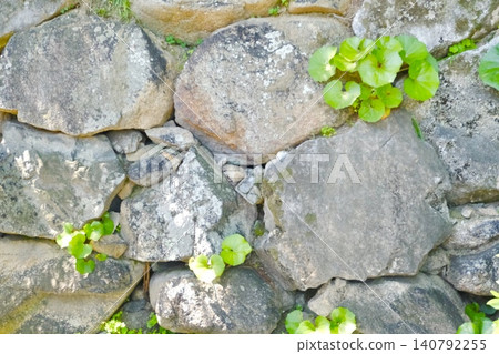 Vibrant green plants growing through the gaps in the stone wall, against a backdrop of natural stones. 140792255