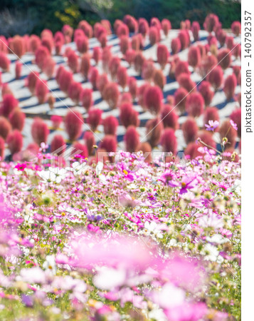 Mie Prefecture, Shima City: Kochia and cosmos fields at Shima City Tourist Farm - an autumnal image. Mie Prefecture, Shima City: Kochia and cosmos fields at Shima City Tourist Farm - an autumnal image. 140792357