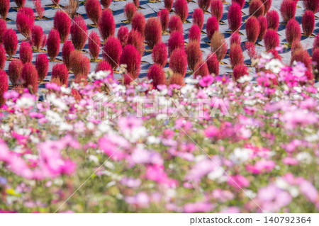 Mie Prefecture, Shima City: Kochia and cosmos fields at Shima City Tourist Farm - an autumnal image. Mie Prefecture, Shima City: Kochia and cosmos fields at Shima City Tourist Farm - an autumnal image. 140792364