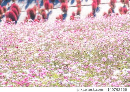 Mie Prefecture, Shima City: Kochia and cosmos fields at Shima City Tourist Farm - an autumnal image. Mie Prefecture, Shima City: Kochia and cosmos fields at Shima City Tourist Farm - an autumnal image. 140792366
