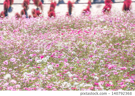 Mie Prefecture, Shima City: Kochia and cosmos fields at Shima City Tourist Farm - an autumnal image. 140792368