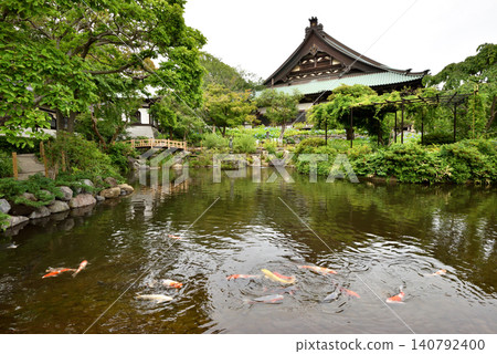 藤澤夕行寺池塘里,紅鯉魚活力充沛地遊來游去。 藤澤夕行寺池塘里,紅鯉魚活力充沛地遊來游去。 140792400