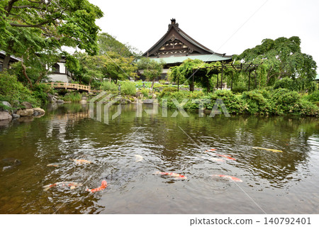 藤澤夕行寺池塘里，紅鯉魚活力充沛地遊來游去。 140792401