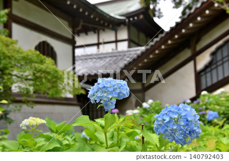 藤澤夕行寺的繡球花盛開 140792403