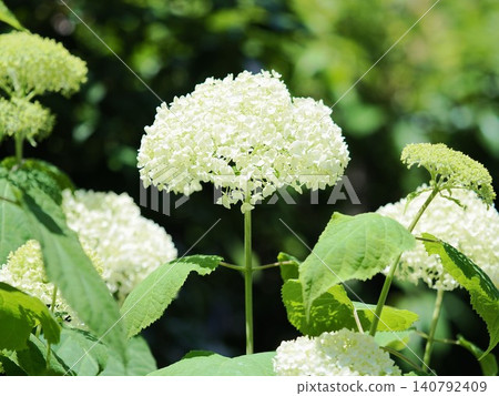 花園裡盛開的白色繡球花 花園裡盛開的白色繡球花 140792409
