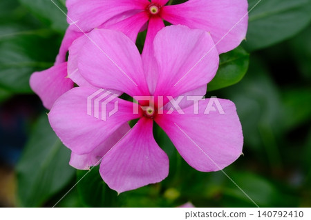 purple petunia in the garden 140792410
