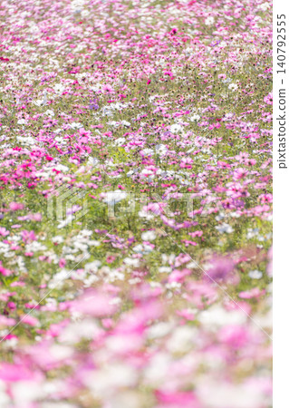 Mie Prefecture, Shima City, Shima City Tourist Farm, blurred background, a field of cosmos flowers in full bloom, autumn image Mie Prefecture, Shima City, Shima City Tourist Farm, blurred background, a field of cosmos flowers in full bloom, autumn image 140792555