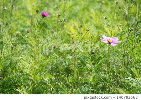 Mie Prefecture, Shima City, Shima City Tourist Farm, blurred background, a field of cosmos flowers in full bloom, autumn image Mie Prefecture, Shima City, Shima City Tourist Farm, blurred background, a field of cosmos flowers in full bloom, autumn image 140792568