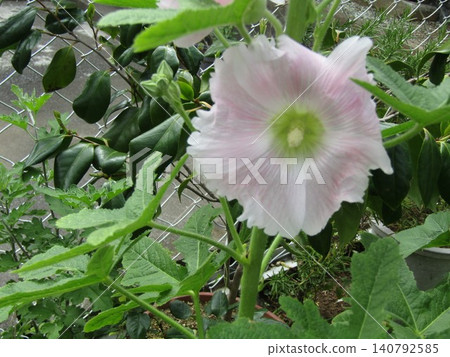 雨季結束後，蜀葵的花朵會一直開到頂端。 140792585