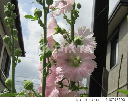Hollyhocks bloom all the way to the top when the rainy season ends. Hollyhocks bloom all the way to the top when the rainy season ends. 140792590