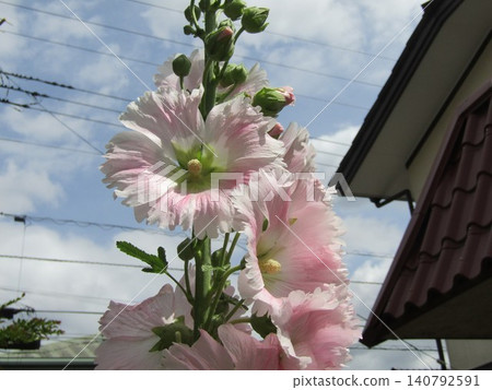 雨季結束後，蜀葵的花朵會一直開到頂端。 140792591