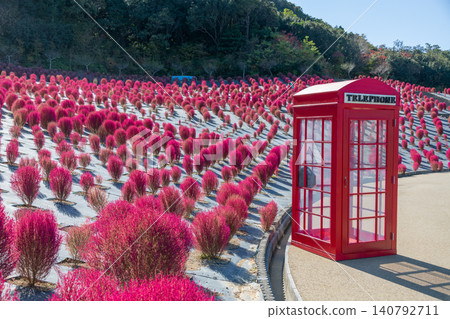 Shima City, Mie Prefecture: Shima City Tourist Farm - Kochia field and red telephone booth - Autumn image Shima City, Mie Prefecture: Shima City Tourist Farm - Kochia field and red telephone booth - Autumn image 140792711