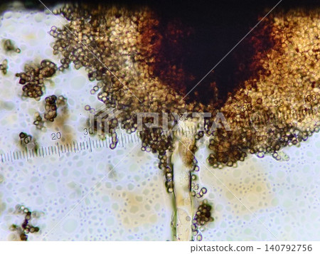 The spreading of conidia in the Aspergillus genus. The spreading of conidia in the Aspergillus genus. 140792756