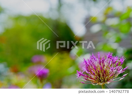 Purple alliums against a green bokeh background Purple alliums against a green bokeh background 140792778