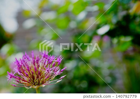 Purple alliums that bloom in early summer and copy space Purple alliums that bloom in early summer and copy space 140792779