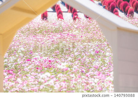 Shima City, Mie Prefecture: Shima City Tourist Farm - A photo spot featuring a field of cosmos flowers in full bloom and a white hut, evoking an autumnal image. Shima City, Mie Prefecture: Shima City Tourist Farm - A photo spot featuring a field of cosmos flowers in full bloom and a white hut, evoking an autumnal image. 140793088