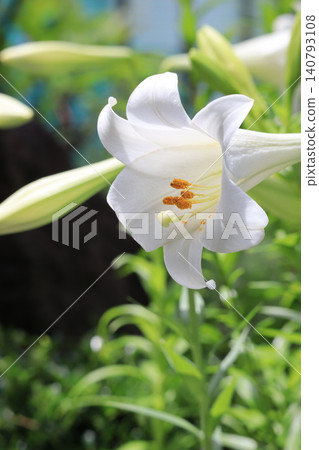 白色百合花的特寫 白色百合花的特寫 140793108