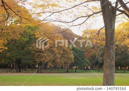 A park shining in the autumn sunlight. Beautiful autumn foliage on the trees and a picturesque view of the lawn. 140793168