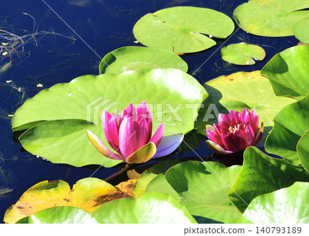Wildflowers Wildflowers 140793189