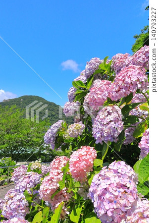 Hydrangea in Shimoda Park 140793227