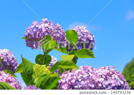Hydrangea in Shimoda Park Hydrangea in Shimoda Park 140793236