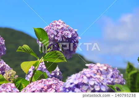 Hydrangea in Shimoda Park Hydrangea in Shimoda Park 140793238