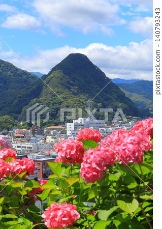 Hydrangea in Shimoda Park Hydrangea in Shimoda Park 140793243