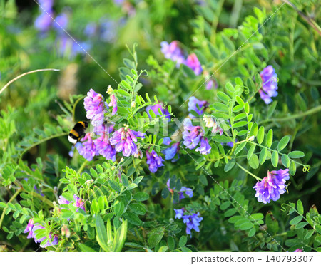 Wildflowers Wildflowers 140793307