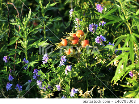 Wildflowers Wildflowers 140793308