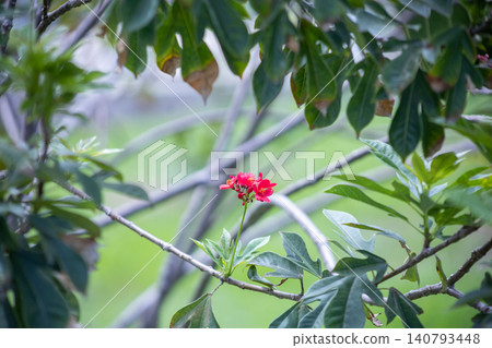 View of Jatropha integerrima, focus selective View of Jatropha integerrima, focus selective 140793448