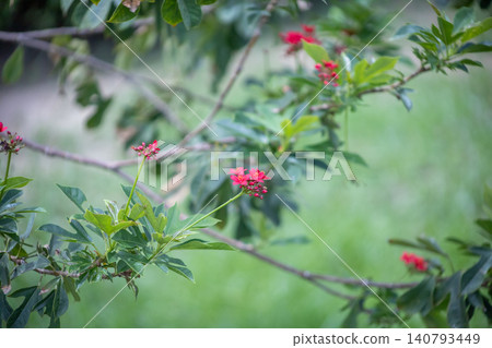 View of Jatropha integerrima, focus selective View of Jatropha integerrima, focus selective 140793449
