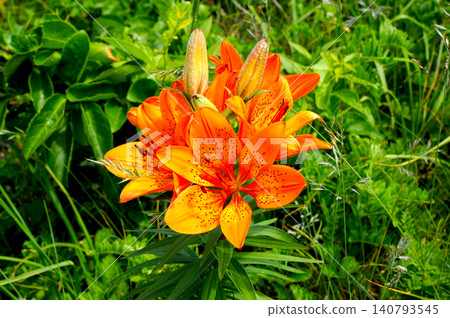 Ezo lilies blooming on the beach Ezo lilies blooming on the beach 140793545