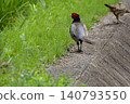 Pheasant pheasant / Japan 140793550