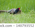 Pheasant pheasant / Japan 140793552