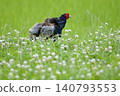 Pheasant pheasant / Japan 140793553
