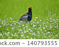 Pheasant pheasant / Japan 140793555