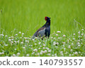 Pheasant pheasant / Japan 140793557