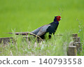 Pheasant pheasant / Japan 140793558