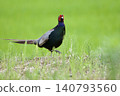 Pheasant pheasant / Japan 140793560