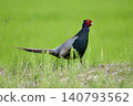 Pheasant pheasant / Japan 140793562
