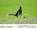Pheasant pheasant / Japan 140793564