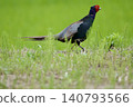 Pheasant pheasant / Japan 140793566