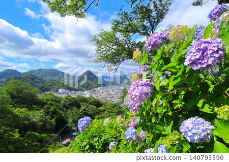 Hydrangea in Shimoda Park Hydrangea in Shimoda Park 140793590