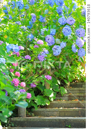 Hydrangea in Shimoda Park Hydrangea in Shimoda Park 140793618