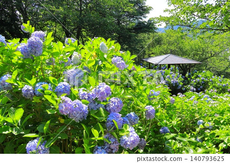 下田公園的繡球花 下田公園的繡球花 140793625