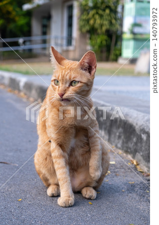 Stray cat in Lumphini Park, Bangkok, Thailand. It is a prominent spot in central Bangkok where dozens of stray cats roam freely Stray cat in Lumphini Park, Bangkok, Thailand. It is a prominent spot in central Bangkok where dozens of stray cats roam freely 140793972