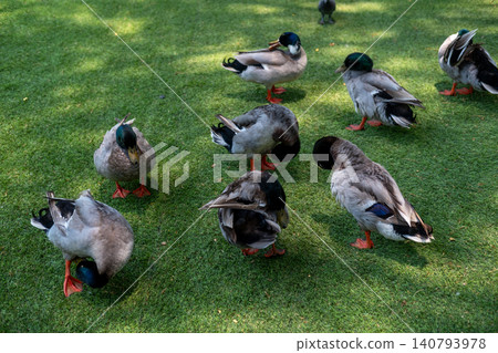 Group of mallard ducks standing and resting on green grass in a park Group of mallard ducks standing and resting on green grass in a park 140793978