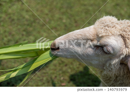 Close up photo of a sheep eating fresh green grass in a grassy field Close up photo of a sheep eating fresh green grass in a grassy field 140793979