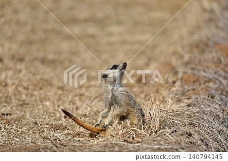 A meerkat sits on dry grass and turns around. A meerkat sits on dry grass and turns around. 140794145