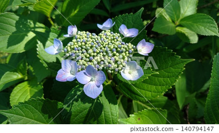 繡球花 2606 01 繡球花 2606 01 140794147